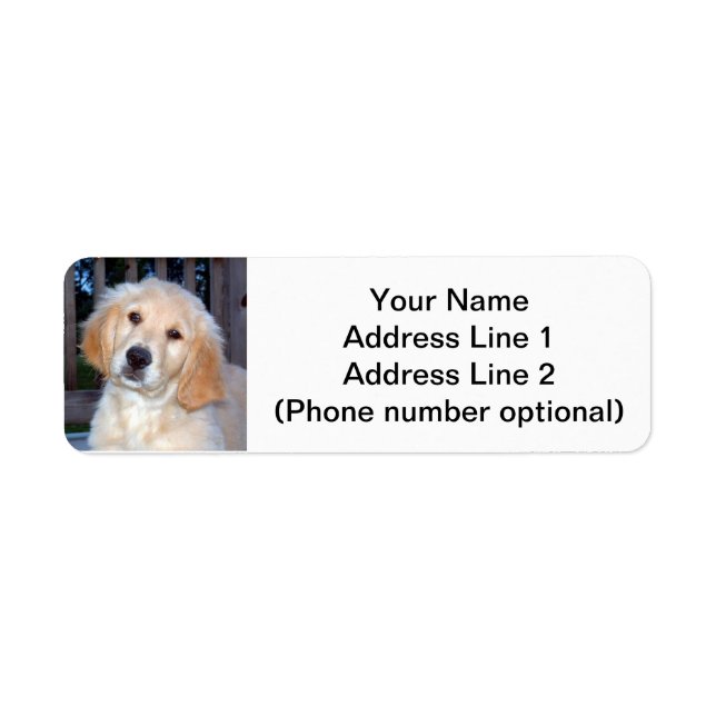 Golden Retriever Puppy (Front)