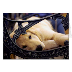 Golden Retriever Puppy