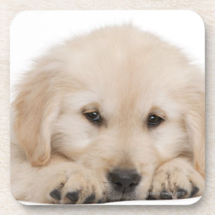 Golden retriever puppy (20 weeks old) coaster