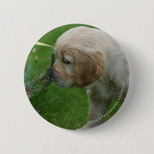 Golden Retriever Puppy 6 Cm Round Badge
