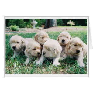 Golden Retriever Puppy 6 Pack