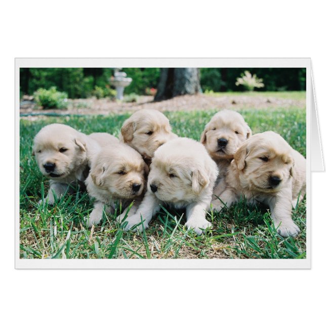 Golden Retriever Puppy 6 Pack (Front Horizontal)