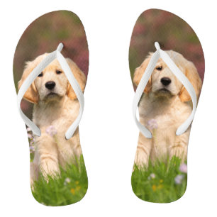 Golden Retriever puppy a cute Goldie Flip Flops