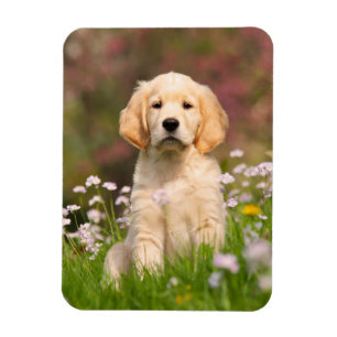 Golden Retriever puppy a cute Goldie - Magnet