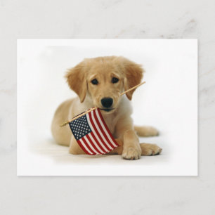 Golden Retriever Puppy and Flag Postcard