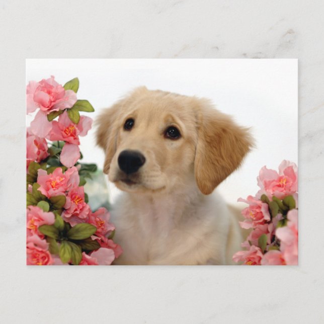 Golden Retriever Puppy and Pink Flowers Postcard (Front)