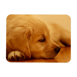 Golden Retriever Puppy Antoine Melancholy I Magnet