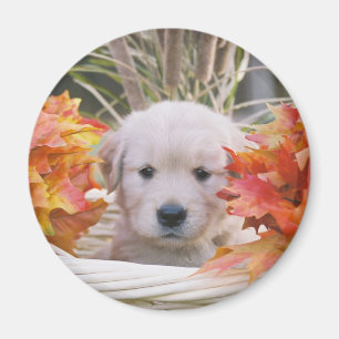 Golden Retriever Puppy Autumn Scene Magnet