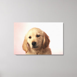 Golden retriever puppy canvas print