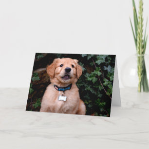 Golden Retriever Puppy Card