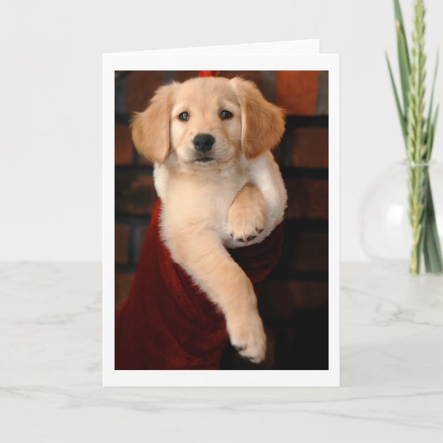 Golden Retriever Puppy Christmas Stocking Holiday Card (Front)