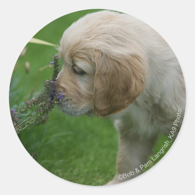 Golden Retriever Puppy Classic Round Sticker (Front)