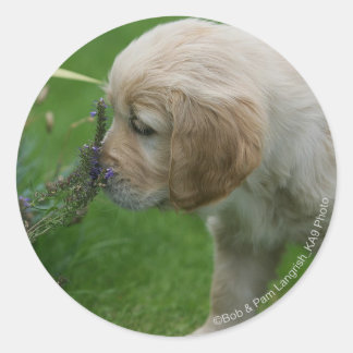 Golden Retriever Puppy Classic Round Sticker
