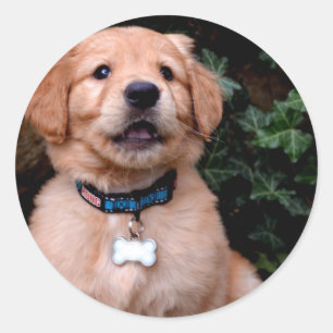 Golden Retriever Puppy Classic Round Sticker