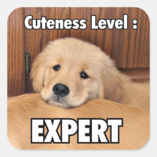 Golden Retriever Puppy Cuteness Level Square Sticker
