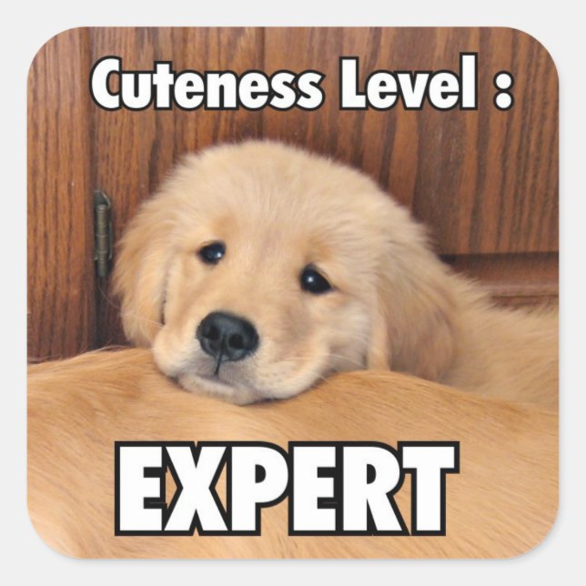 Golden Retriever Puppy Cuteness Level Square Sticker (Front)