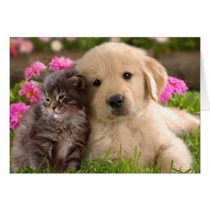 Golden Retriever Puppy Dog And Kitten Blank