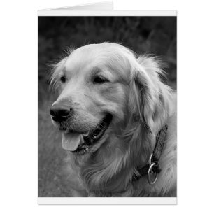 Golden Retriever Puppy Dog Blank