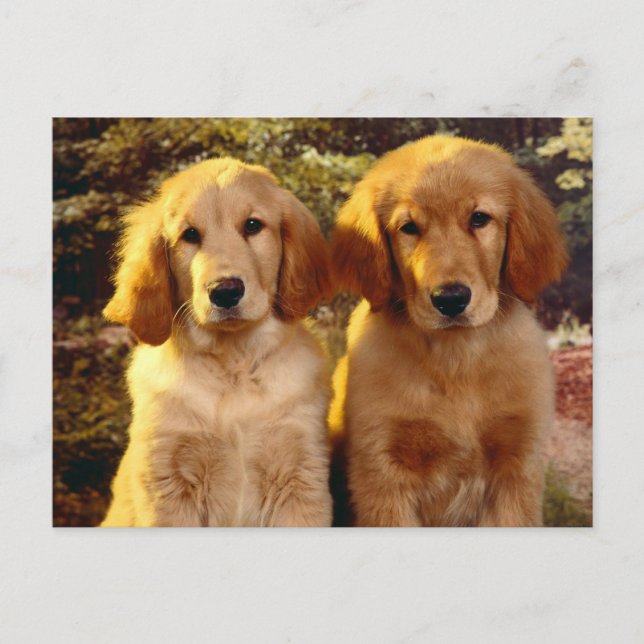 Golden Retriever Puppy Dog Blank Postcard (Front)