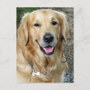 Golden Retriever Puppy Dog Blank Postcard