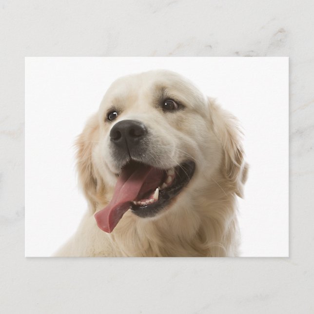 Golden Retriever Puppy Dog Blank Postcard (Front)