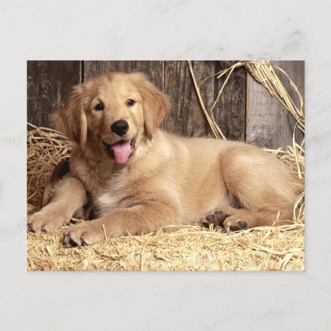 Golden Retriever Puppy Dog Blank Postcard (Front)