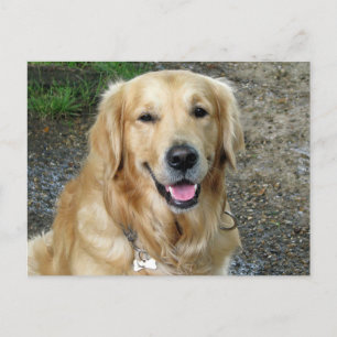 Golden Retriever Puppy Dog Blank Postcard