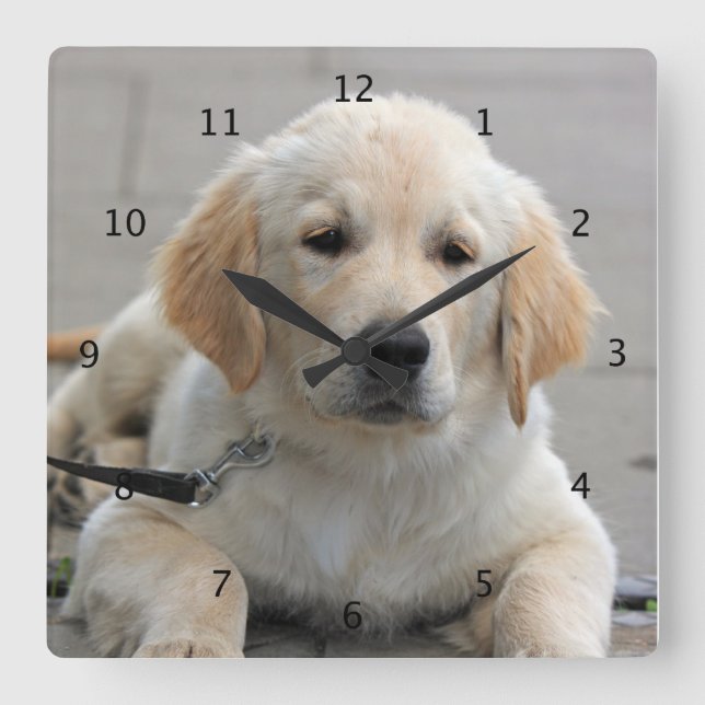 Golden Retriever puppy dog cute beautiful photo Square Wall Clock (Front)