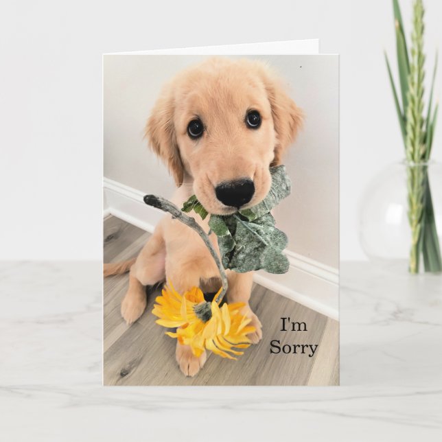 Golden Retriever Puppy Dog I'm Sorry Apology Card (Front)