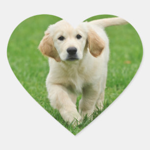 Golden retriever puppy heart sticker