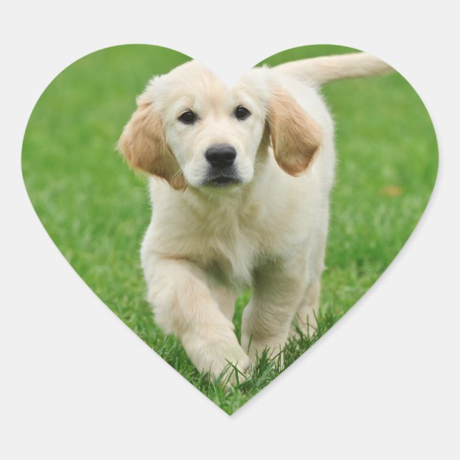 Golden retriever puppy heart sticker (Front)