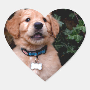 Golden Retriever Puppy Heart Sticker