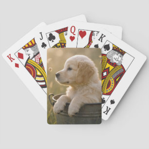Golden Retriever Puppy in a Metal Bucket Playing Cards
