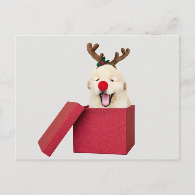 Golden retriever puppy in a red christmas gift box postcard (Front)