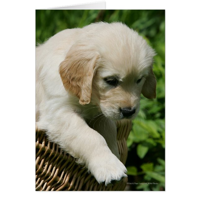 Golden Retriever Puppy in Basket (Front)