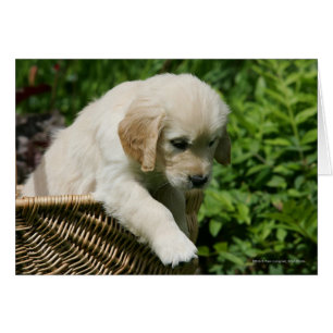 Golden Retriever Puppy in Basket
