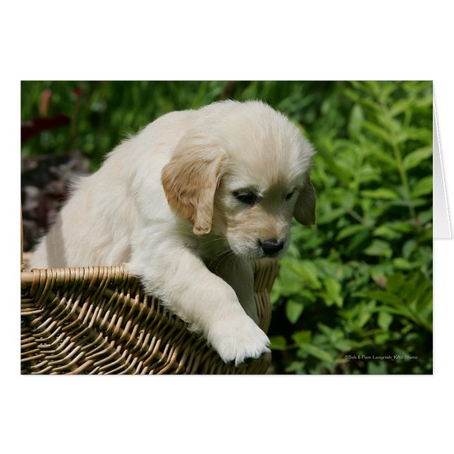 Golden Retriever Puppy in Basket (Front Horizontal)
