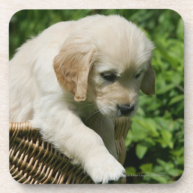 Golden Retriever Puppy in Basket Coaster (Front)