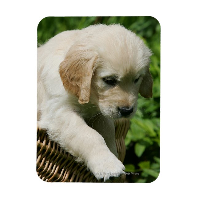 Golden Retriever Puppy in Basket Magnet (Vertical)