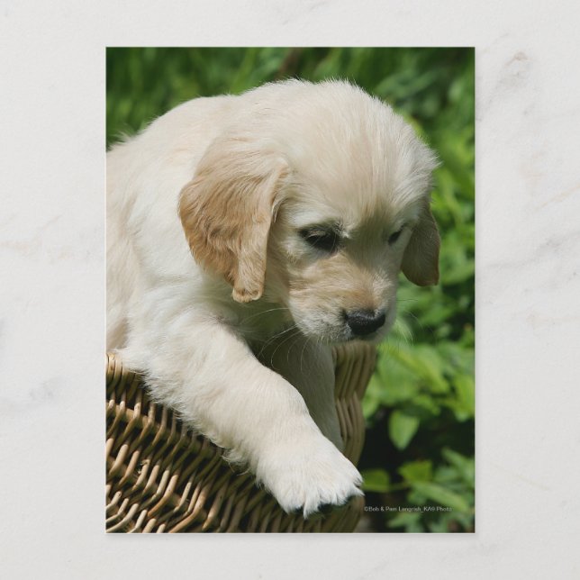 Golden Retriever Puppy in Basket Postcard (Front)