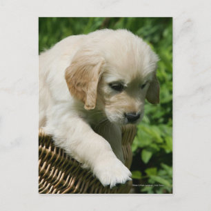 Golden Retriever Puppy in Basket Postcard
