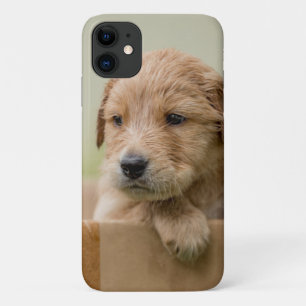Golden Retriever Puppy in Box iPhone 11 Case
