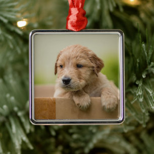 Golden Retriever Puppy in Box Metal Tree Decoration