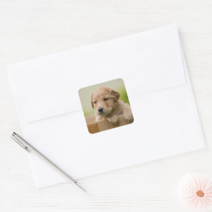Golden Retriever Puppy in Box Square Sticker