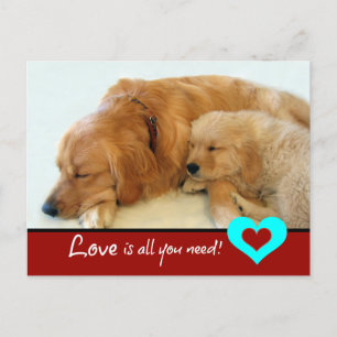 Golden Retriever Puppy Love Postcard