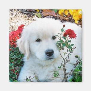 Golden Retriever Puppy Magnet