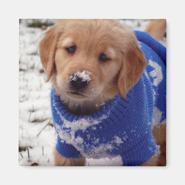 Golden Retriever Puppy Magnet (Front)