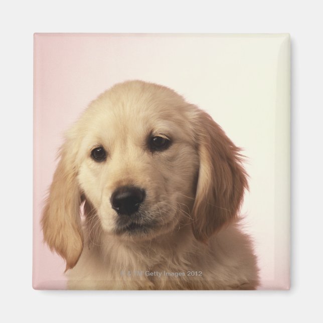 Golden Retriever Puppy Magnet (Front)
