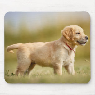 Golden Retriever Puppy Mouse Mat