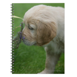 Golden Retriever Puppy Notebook
